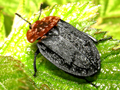Oiceoptoma thoracicum